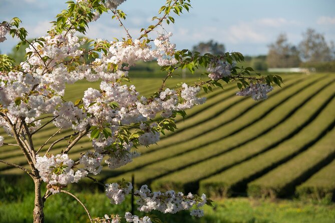 Private Tour From Auckland - Waitomo Glowworm Caves, Zealong Tea & Kiwi Bird - Logistics