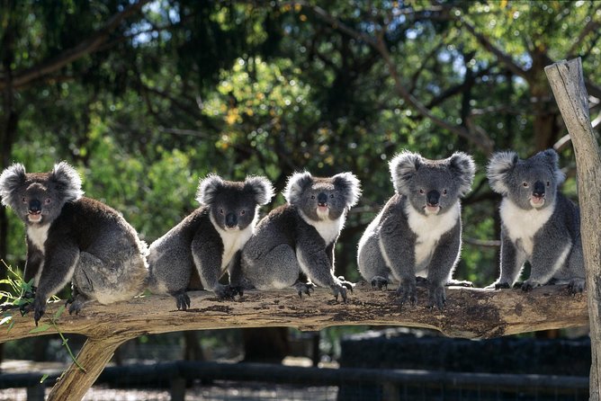 [Private Tour] Healesville Sanctuary Wildlife & Puffing Billy Steam Train - Wildlife Encounters