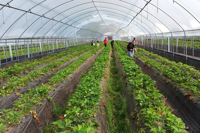 [Private Tour] Organic Strawberry Farm & Nami Island & Petite France - Exploration of Organic Strawberry Farm