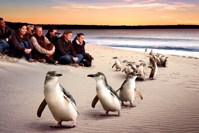 [Private Tour] “Penguin Parade” Phillip Island Tour. - Inclusions and Experiences