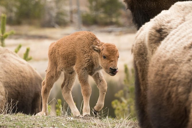 Private Yellowstone Wildlife Sightseeing Tour - Tour Experience Highlights