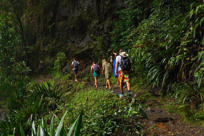 Rainforest Night Walk in Surfers Paradise - Knowledgeable Guided Tour