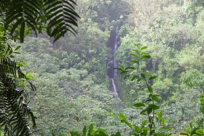 Rainforest Waterfall Trail and Shuttle Service - Experience and Safety Precautions
