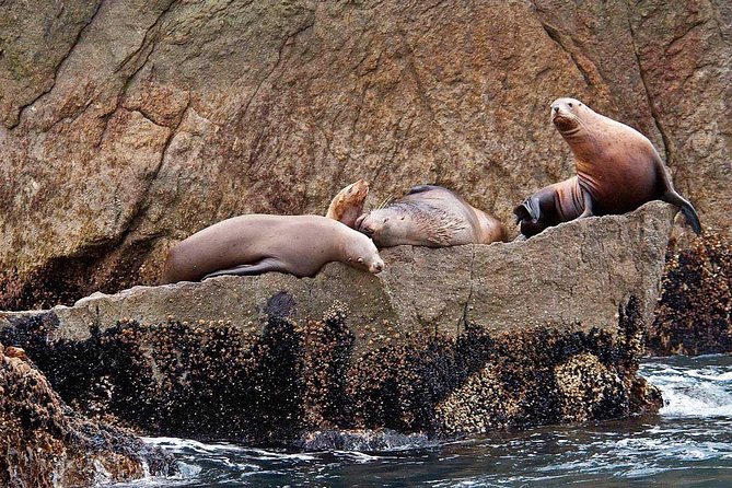 Resurrection Bay Cruise With Fox Island - Customer Reviews