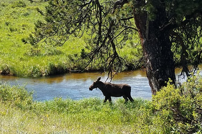 Rocky Mountain National Park and Estes Park Tour From Denver Winter and Spring - Customer Reviews and Feedback