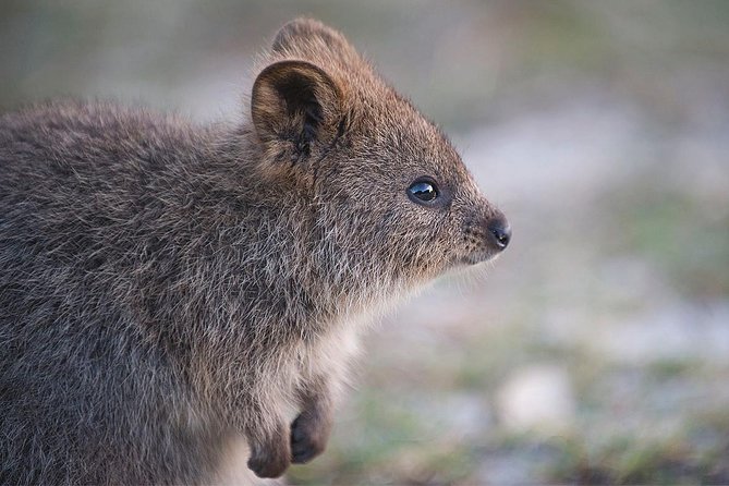 Rottnest Island Bayseeker Tour - Inclusions and Highlights