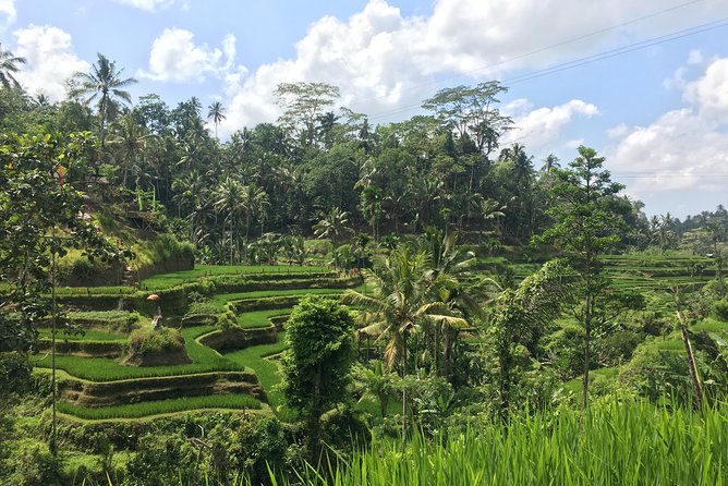 Sacred Monkey Forest Sanctuary - Rice Terrace - Waterfall -Temple - Assistance Available