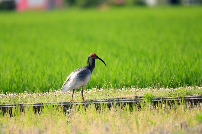 Sado Island Tour With Licensed Guide and Vehicle (Niigata Dep.) - Cancellation Policy and Weather Considerations