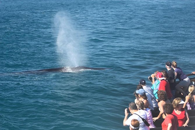 San Diego Whale Watching Cruise - Customer Experiences and Recommendations