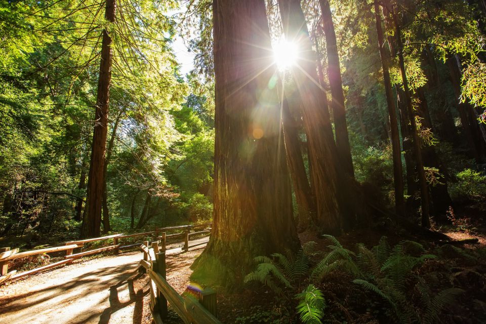 San Francisco: Private Muir Woods and Sausalito Tour - Highlights of the Tour