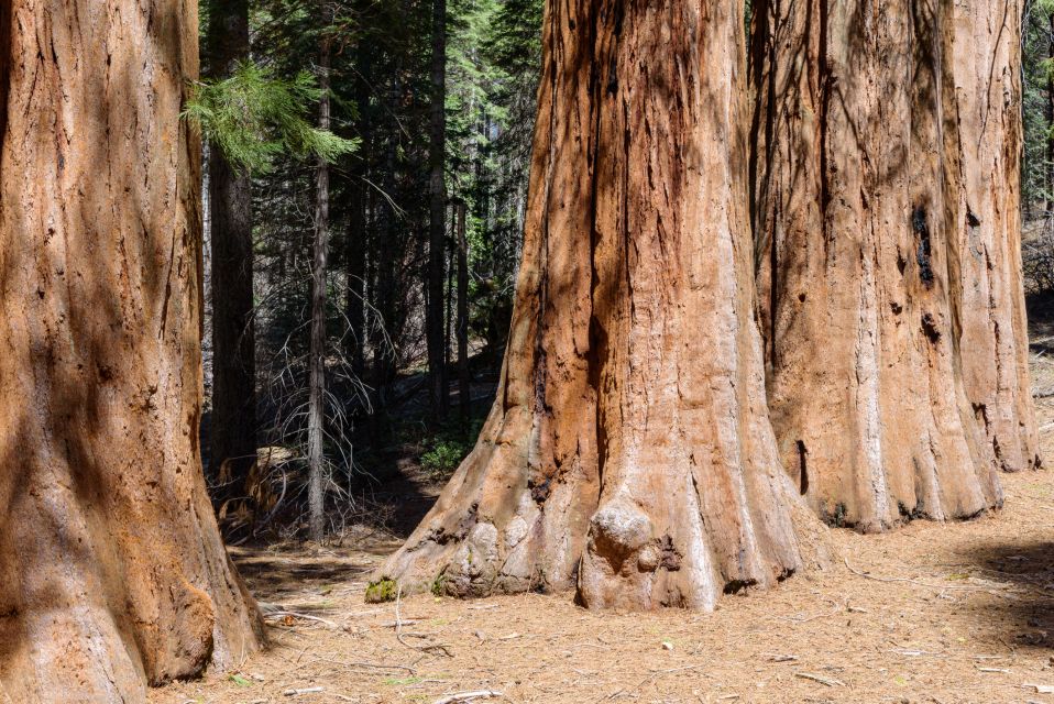 San Francisco: Private Muir Woods, Sausalito Half-Day Trip - Tour Highlights
