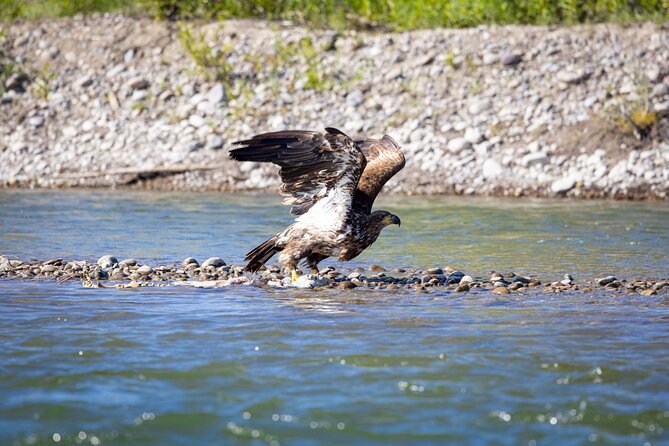 Scenic Wildlife Float in Jackson Hole - Logistics