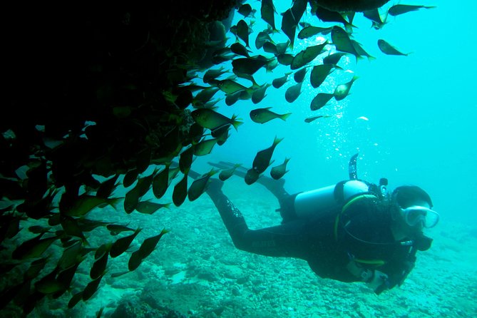 Scuba Dive Ningaloo Reef - Reviews and Ratings