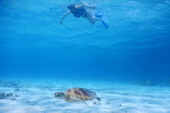 Sea Turtle Snorkel at Kerama Islands and Zamami Island - Best Times for Snorkeling