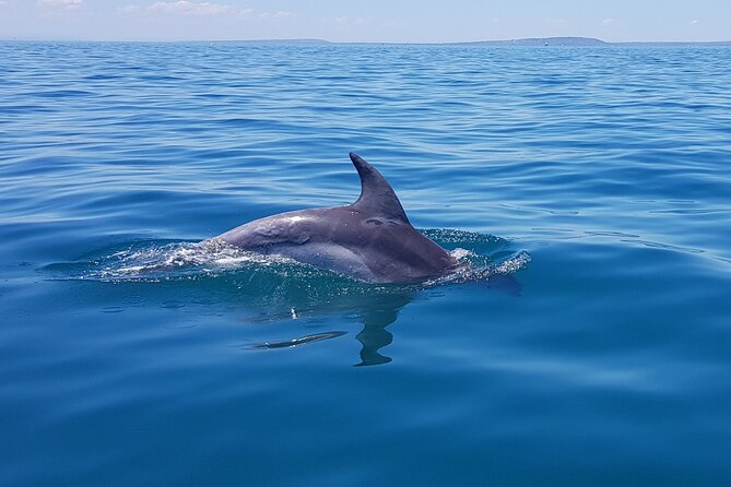 Seal and Dolphin Watching Eco Boat Cruise Mornington Peninsula - Group Size and Departure Flexibility