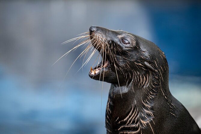 Seal Experience at Melbourne Zoo - Excl. Entry - Booking and Confirmation