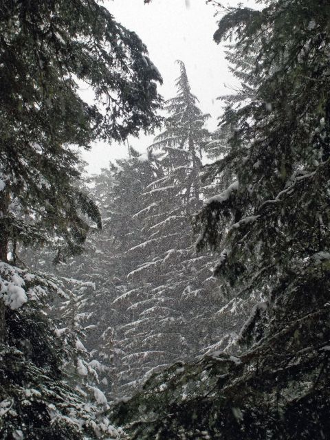 Seattle: Longmire in Mount Rainier Winter Day Tour
