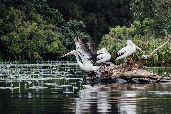 Serenity Cruise to Australias Everglades - Participant Information