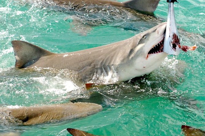 Shark and Wildlife Viewing Adventure in Key West - Visitor Experiences and Reviews
