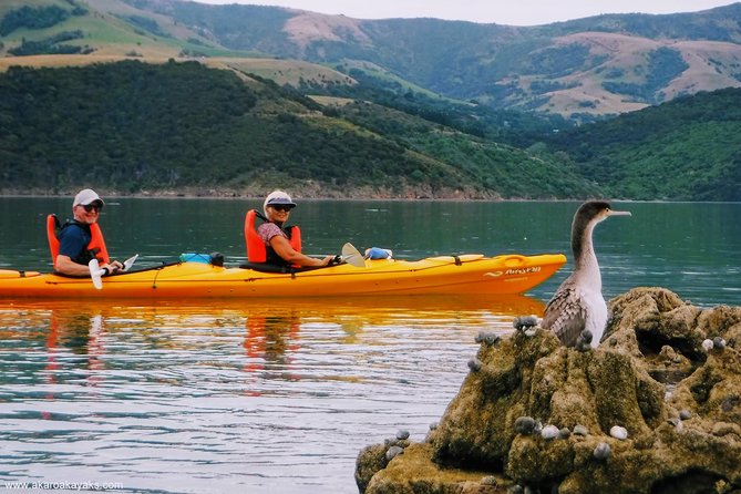 Shore Excursion Guided Sea Kayaking Through Akaroa Marine Reserve - Customer Reviews