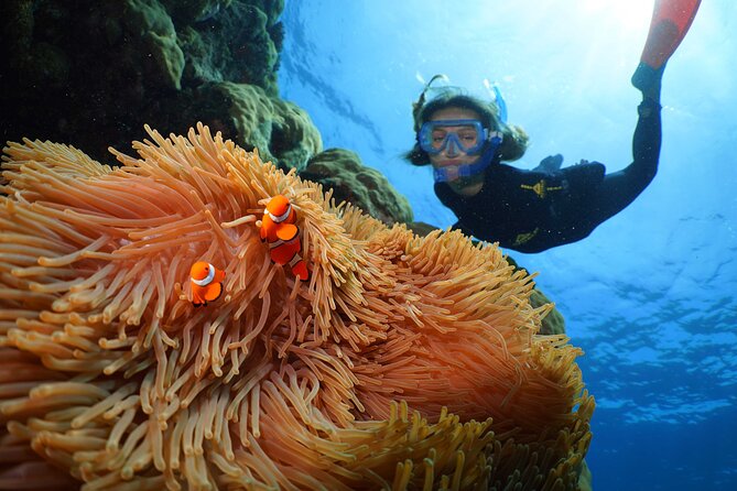 Silversonic Outer Great Barrier Reef Cruise From Port Douglas - Trip Inclusions