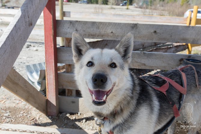 Sled Dog Adventure and Pan for Gold in the Yukon - Captivating Customer Reviews and Feedback