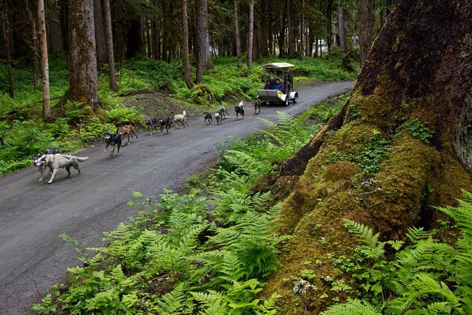 Sled Dog Discovery in Juneau - Activity Details and Expectations