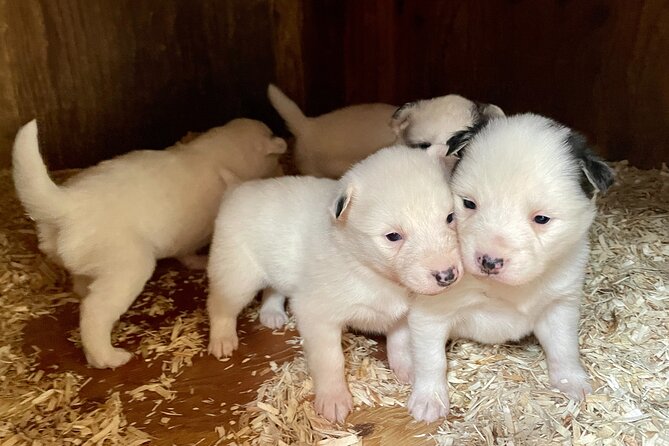 Sled Dog Discovery in Skagway - Traveler Reviews