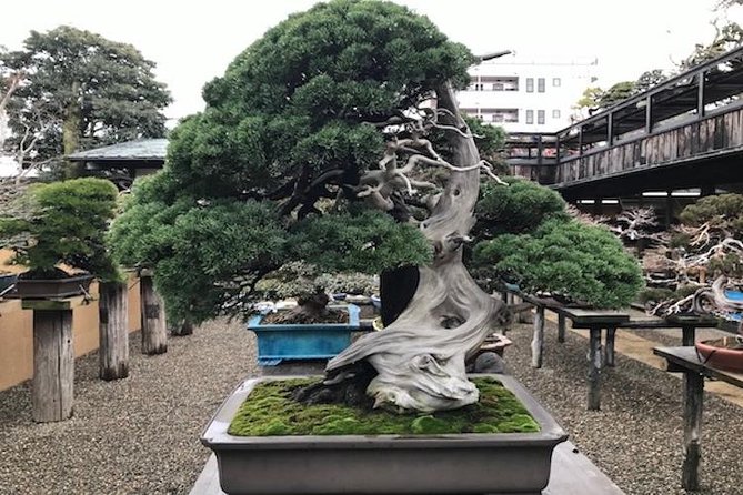 Small-Group 2-Hour Bonsai-Making Lesson in Tokyo - Experience Highlights at Bonsai Museum