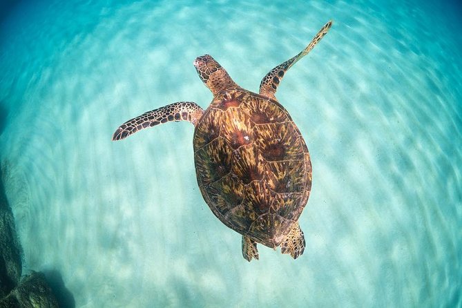 Small Group Grand Circle Island Tour Includes FREE Snorkeling With the Turtles - Booking and Logistics
