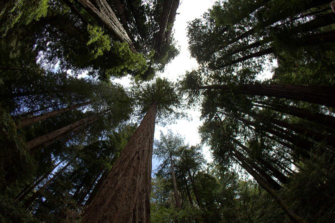 Small-Group Half-Day Muir Woods and Sausalito Afternoon Tour - Traveler Benefits
