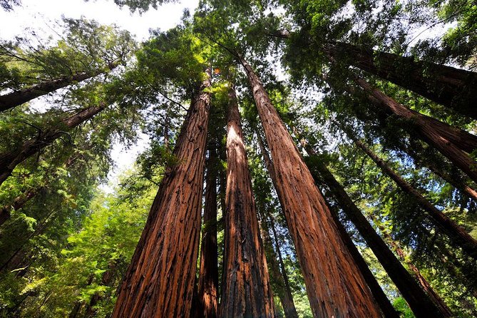 Small-Group Half Day Muir Woods and Sausalito Morning Tour - Inclusions and Customer Reviews