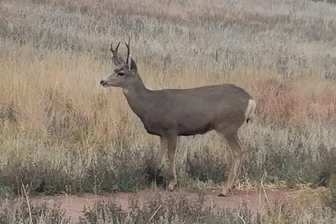 Small-Group Half-Day Tour Foothills of the Rockies From Denver - Additional Information