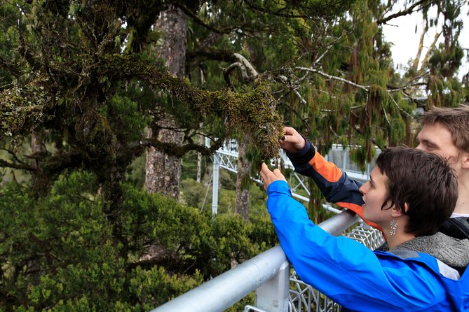 Small-Group Half-Day Tour to Treetop Walk and Hokitika Gorge  - Greymouth - Traveler Reviews