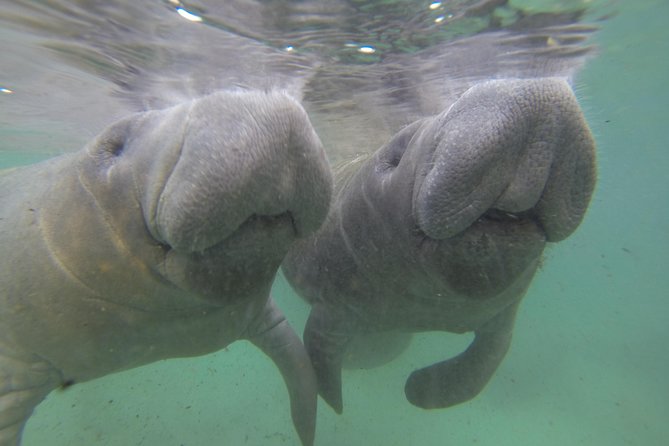 Small Group Manatee Tour With In-Water Divemaster/Photographer - In-Water Manatee Experience Details