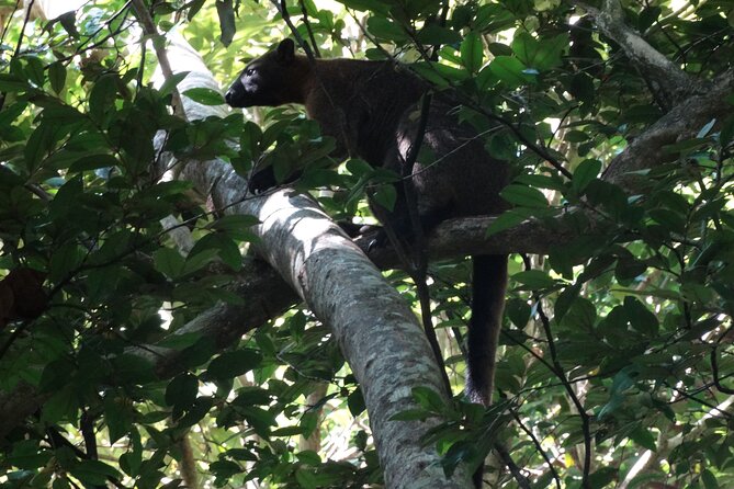 Small-Group Trekking Experience in Daintree National Park - Logistics