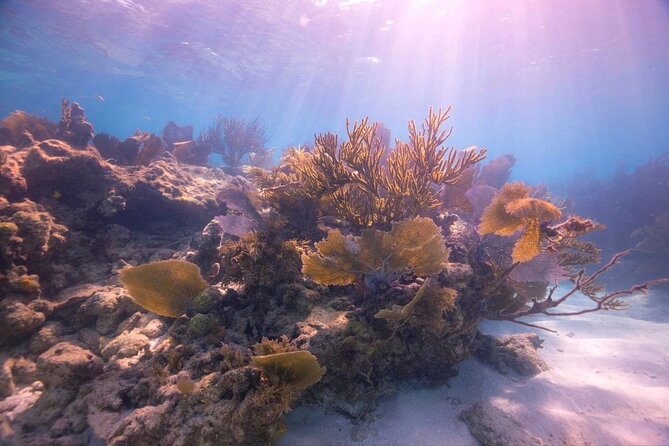 Snorkel Key Largo on Our COMBO Boat With Snorkeling Gear INCLUDED - Cancellation Policies