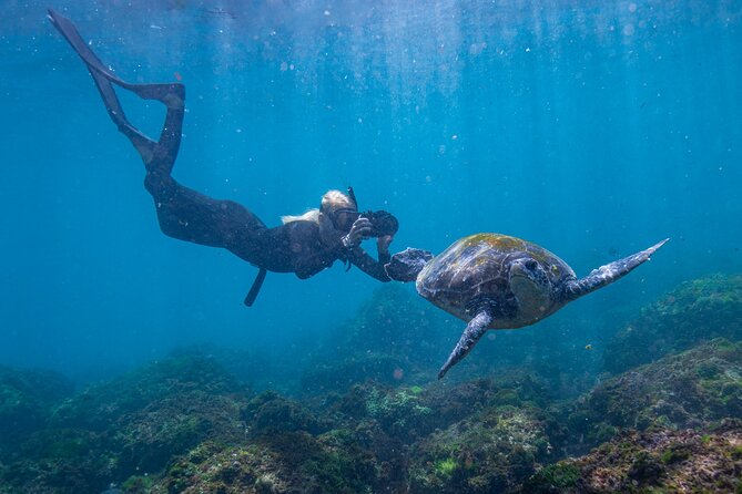 Snorkel With Turtles Gold Coast - Marine Life Encounters