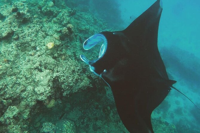 Snorkeling In Nusa Penida Departing From Bali Island - Overview and Logistics