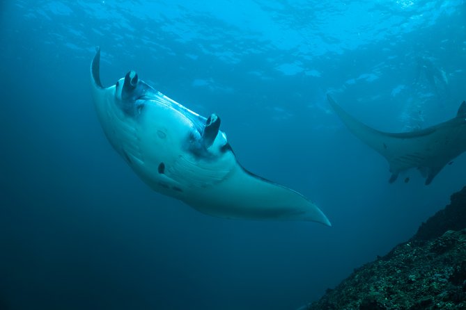 Snorkelling With Manta Rays - Best Time to Snorkel With Mantas