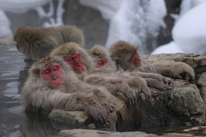 Snow Monkey Park & Miso Production Round Trip Day Tour From Tokyo - Departure Point and Time