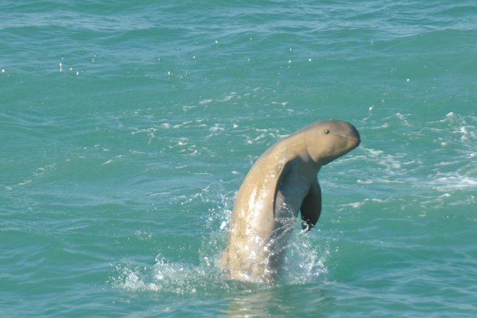 Snubfin Dolphin Eco Cruise From Broome - Logistics and Pickup Information