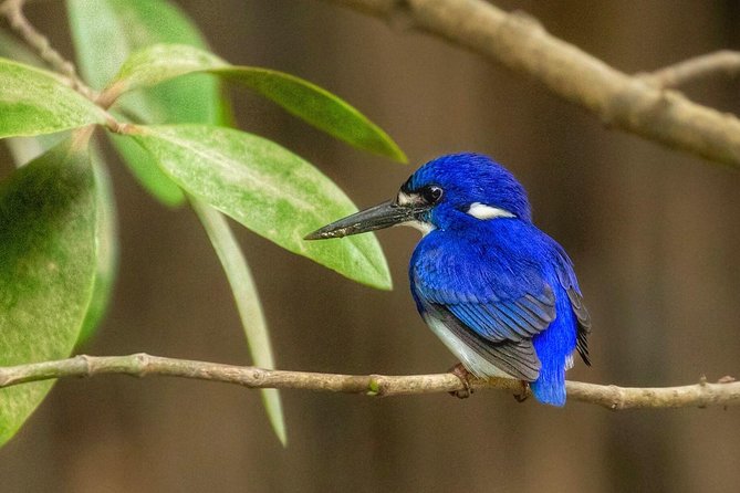 Solar Whisper Daintree River Crocodile and Wildlife Cruise - Logistics