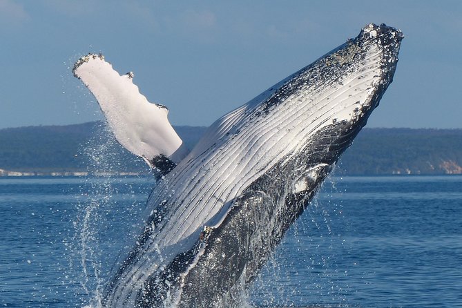 Spirit of Hervey Bay Whale Watching Cruise - Tour Inclusions