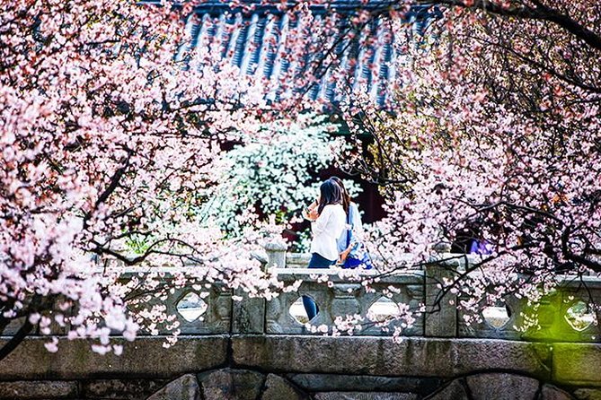 Spring 4 Days Seoul&Mt Seorak Cherry Blossom With Nami & Everland on 7 to 14 Apr - Cherry Blossom Viewing Locations