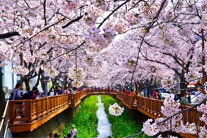 Spring 6 Days Cherry Blossom Jeju&Busan&Jinhae&Gyeongju on 31 Mar to 10 Apr - Cancellation Policy