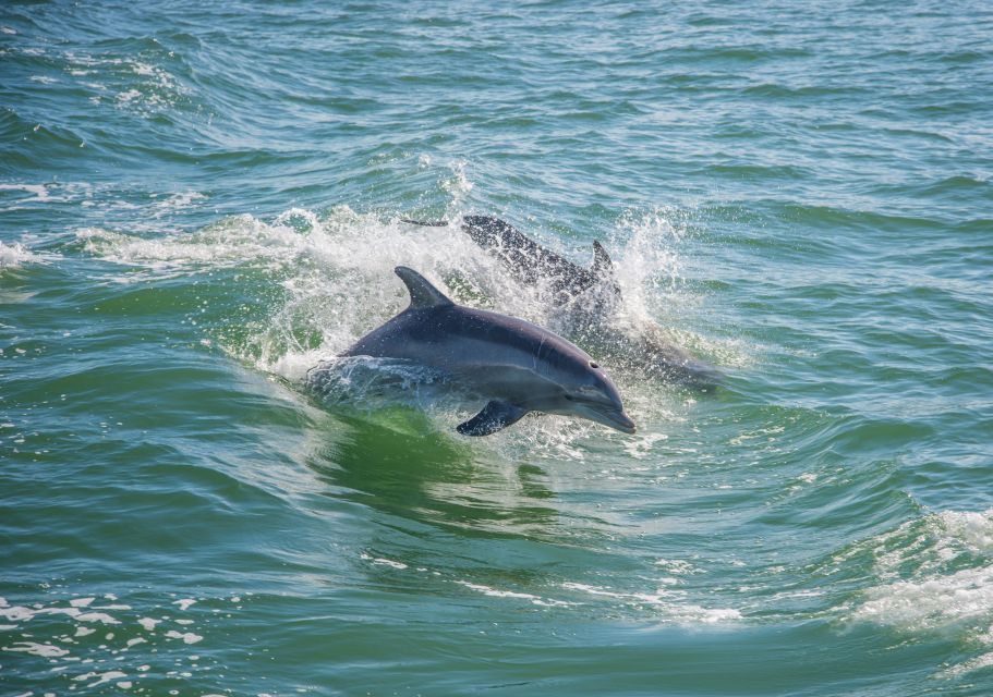 St. Petersburg, FL: Private 2-Hour Dolphin Watching Cruise - Experience Highlights