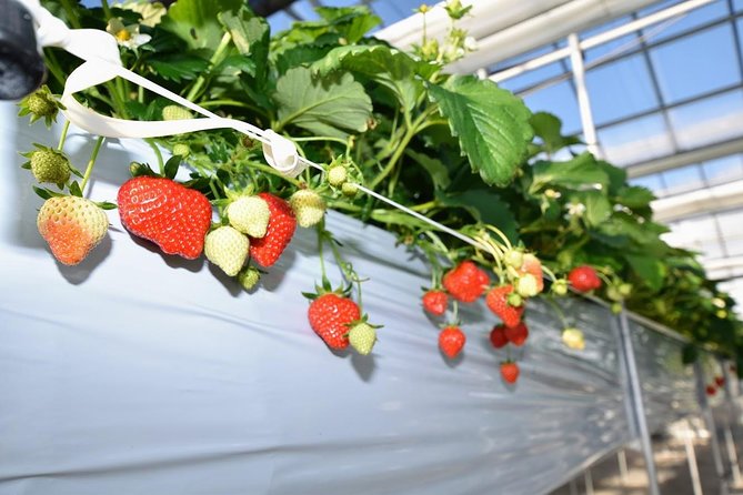 Strawberry Picking and Snow Experience at Mt Fuji Ski Resort for VIP - VIP Package Inclusions