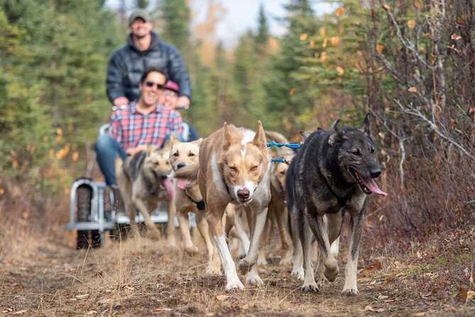Summer Dog Sledding Adventure in Willow, Alaska - Explore Iditarod Training Trails