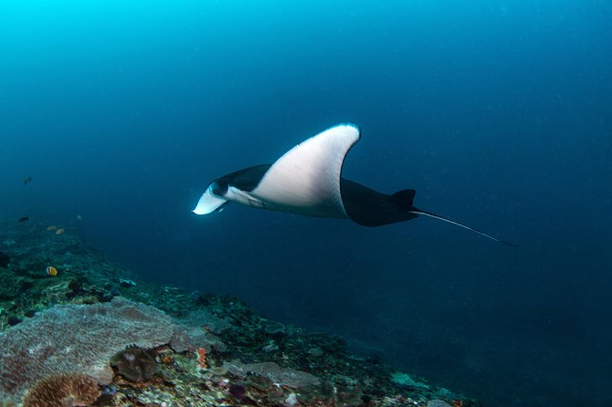 Sun Fish/ Mola Mola Nusa Penida Scuba Diving Trip - Dive Site Highlights